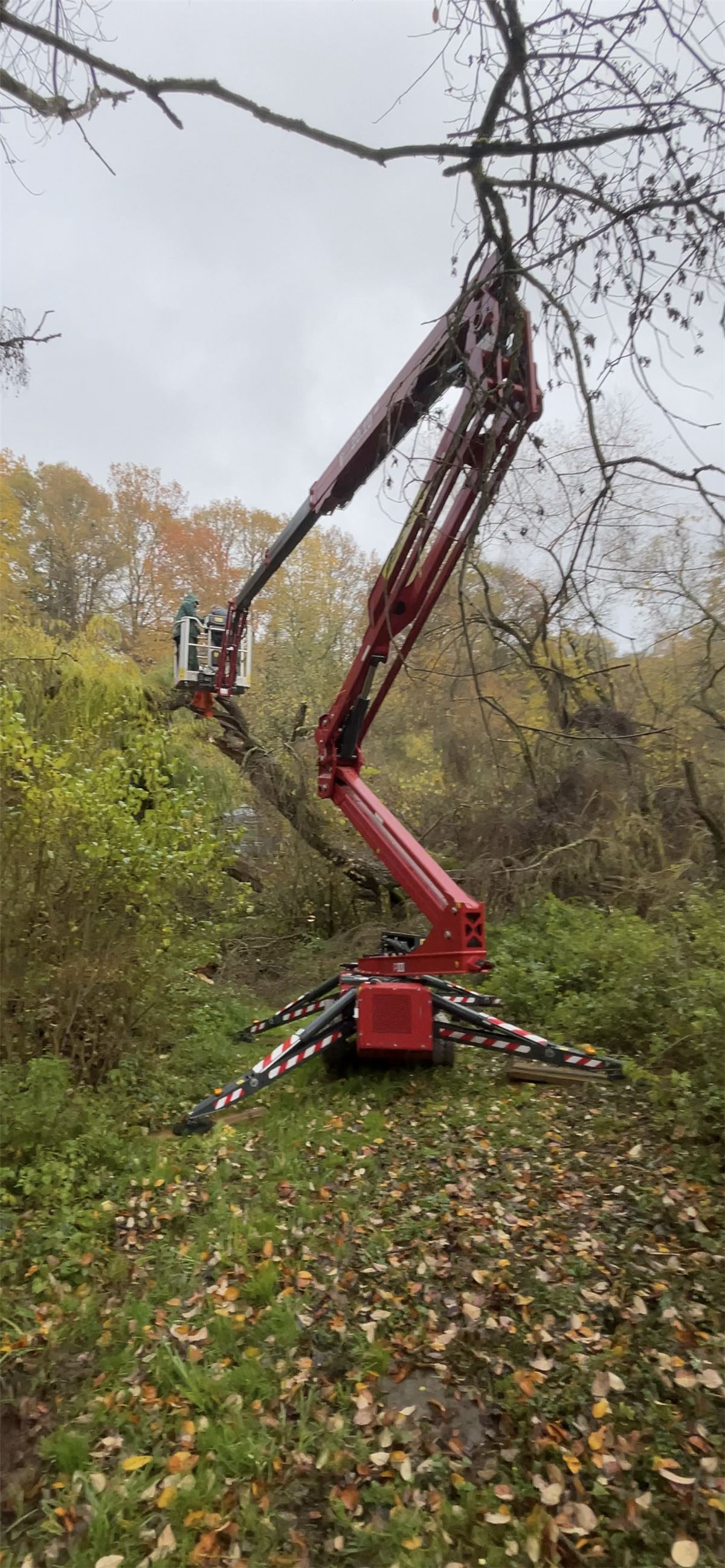 Baumrückschnitt mit Hubsteiger
