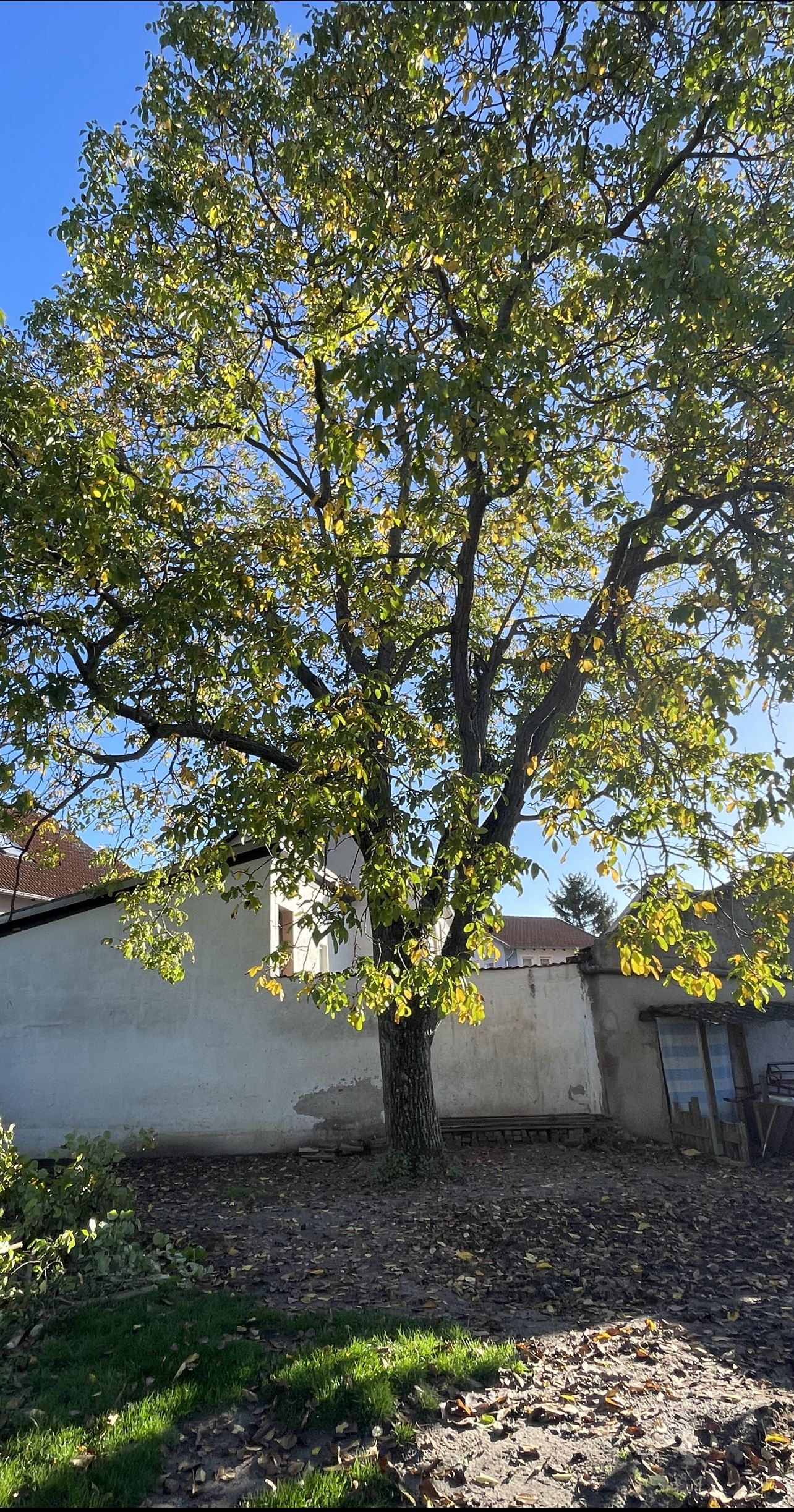 Komplette Fällung. Vorher / nachher. Vorher