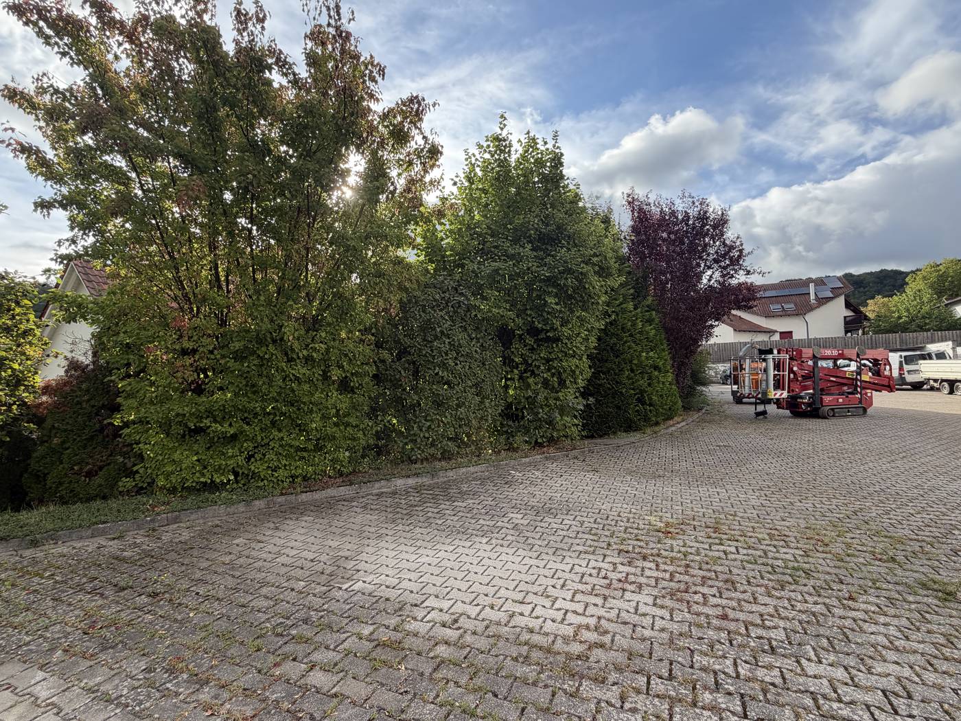 Stark durchgewachsene Hecke mit hohen Bäumen vor dem Rückschnitt